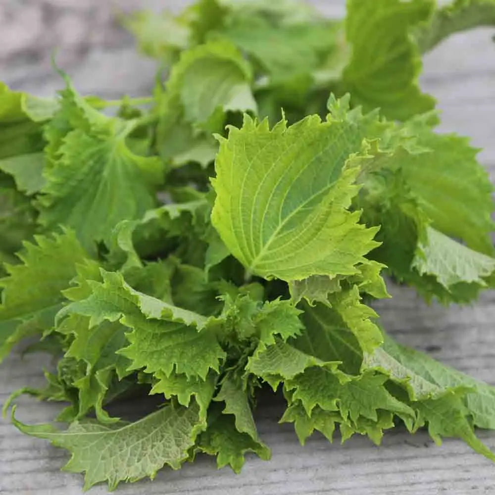 Graines de perilla vert ou shiso bio – La Ferme de Sainte Marthe