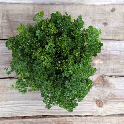 Graines de persil frisé grüne perle bio – La Ferme de Sainte Marthe