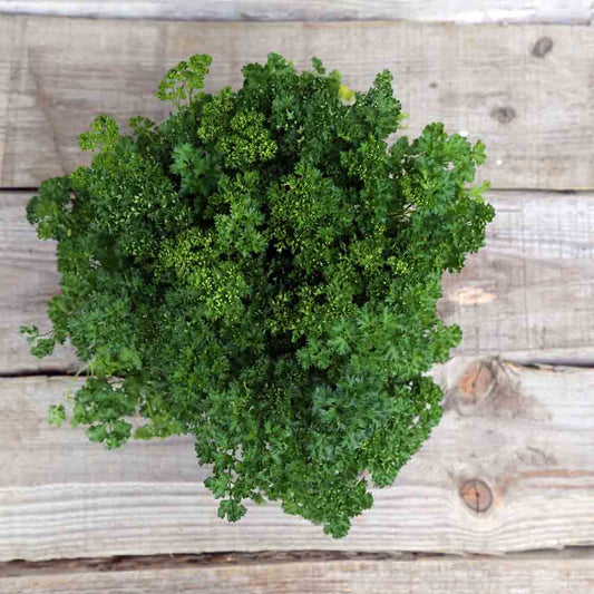 Graines de persil frisé grüne perle bio – La Ferme de Sainte Marthe