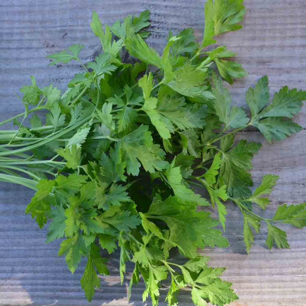 Graines de persil plat commun 2 bio – La Ferme de Sainte Marthe