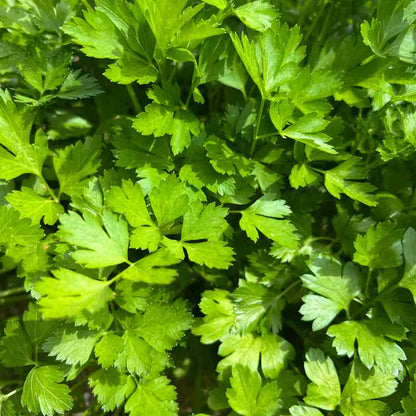 Graines de persil plat géant d'italie bio – La Ferme de Sainte Marthe