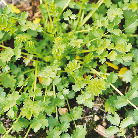 Graines de petite pimprenelle bio – La Ferme de Sainte Marthe
