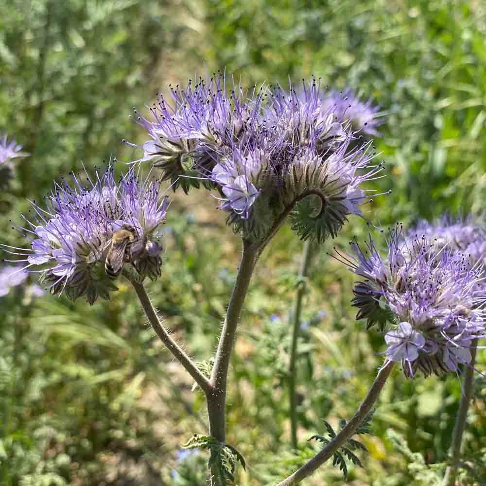 Graines de phacélie bio – La Ferme de Sainte Marthe