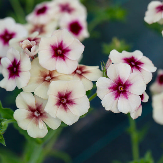 Graines de phlox cherry caramel bio – La Ferme de Sainte Marthe