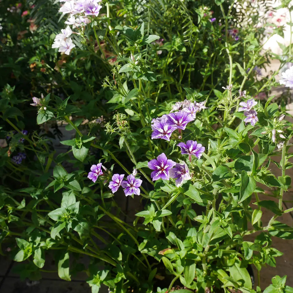 Graines de phlox sugar stars bio – La Ferme de Sainte Marthe