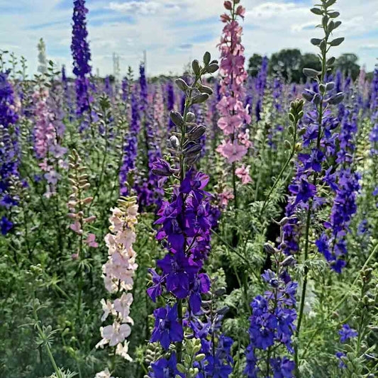 Graines de pied d'alouette géant imperial varié bio – La Ferme de Sainte Marthe