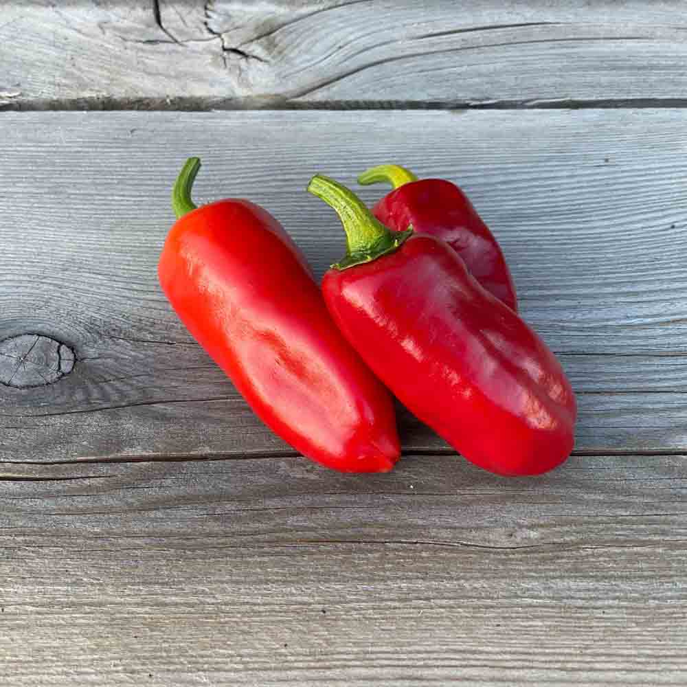 Graines de piment de la bresse bio – La Ferme de Sainte Marthe