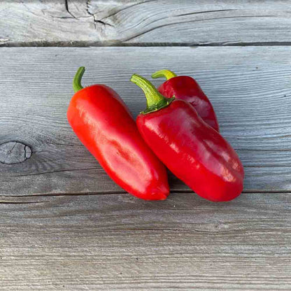 Graines de piment de la bresse bio – La Ferme de Sainte Marthe