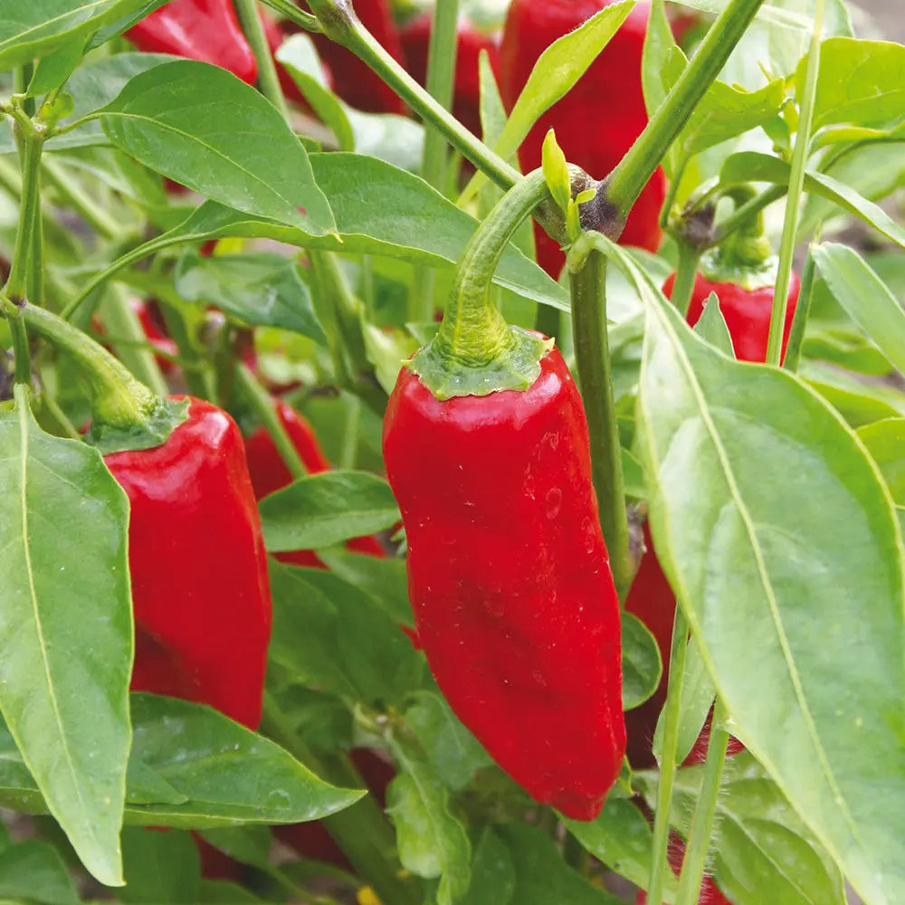 Graines de piment doux aji delight bio – La Ferme de Sainte Marthe