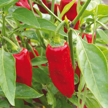 Graines de piment doux aji delight bio – La Ferme de Sainte Marthe