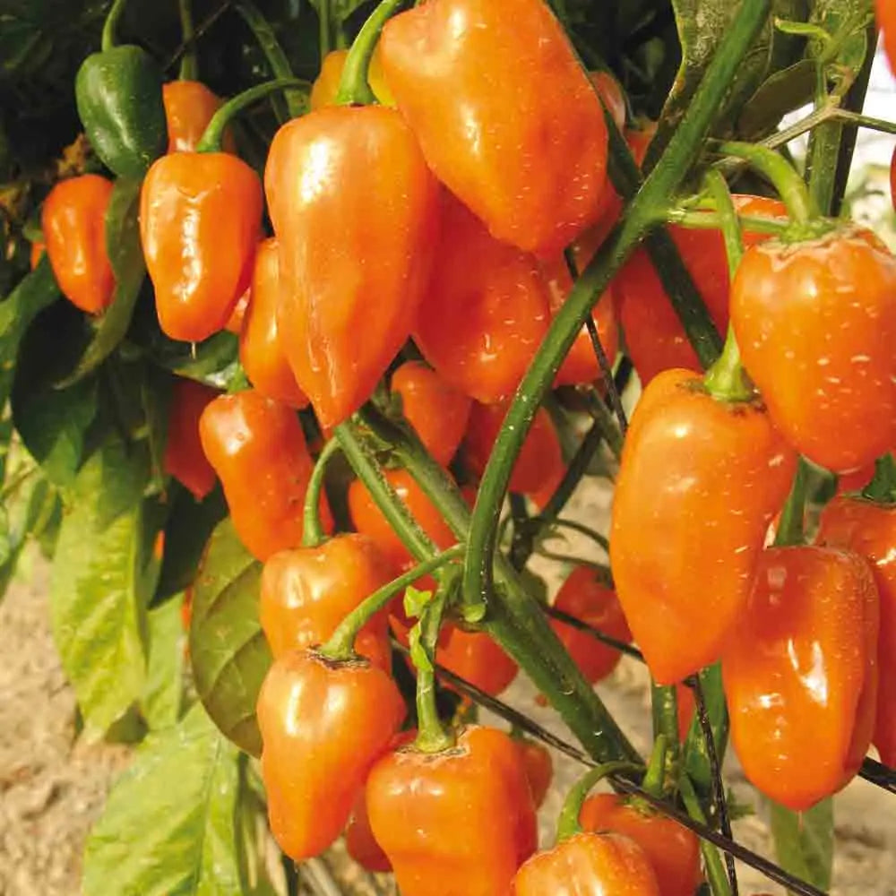 Graines de piment habanero orange bio – La Ferme de Sainte Marthe