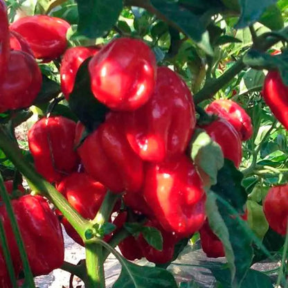 Graines de piment habanero rouge ou antillais bondamanjak bio – La Ferme de Sainte Marthe