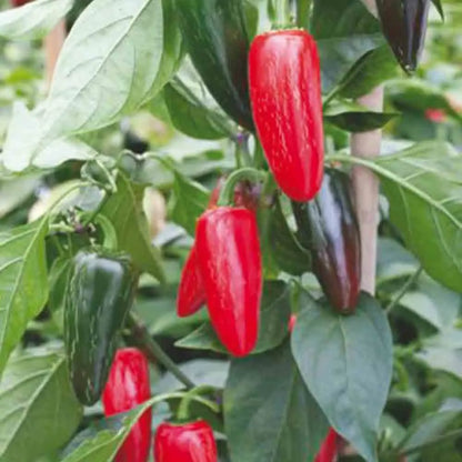 Graines de piment jalapeno rouge bio – La Ferme de Sainte Marthe