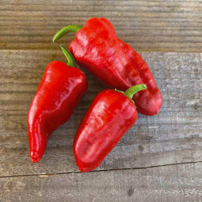 Graines de piment padron bio – La Ferme de Sainte Marthe