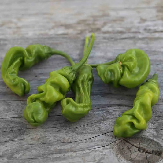 Graines de piment penis rouge ou peter pepper rouge bio – La Ferme de Sainte Marthe