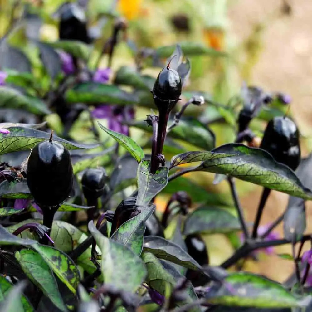 Graines de piment purple bio – La Ferme de Sainte Marthe