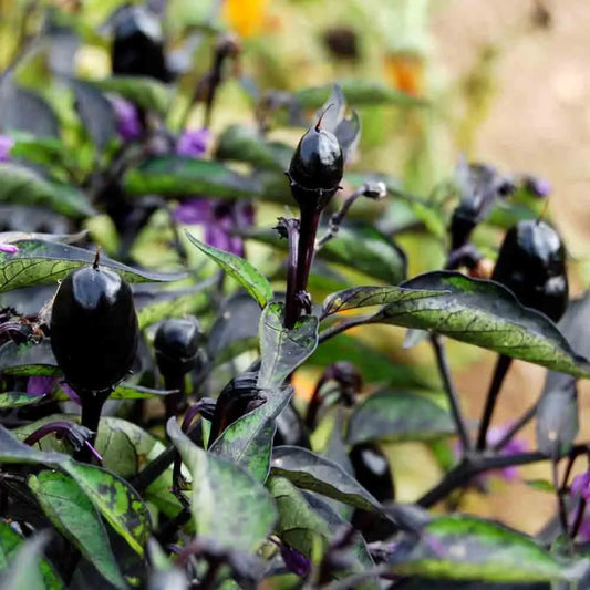 Graines de piment purple bio – La Ferme de Sainte Marthe