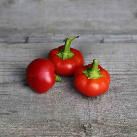 Graines de piment red cherry small bio – La Ferme de Sainte Marthe