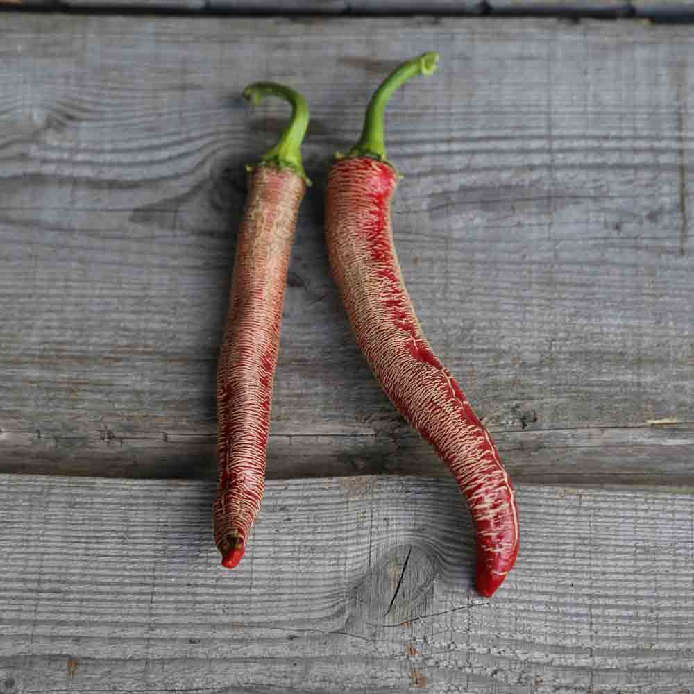Graines de piment rezha macedonian bio – La Ferme de Sainte Marthe