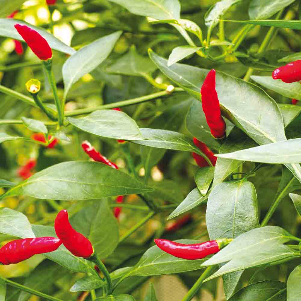 Graines de piment sucette de provence bio – La Ferme de Sainte Marthe