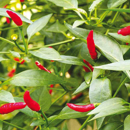 Graines de piment sucette de provence bio – La Ferme de Sainte Marthe