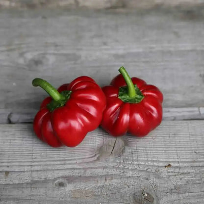 Graines de piment tomate bio – La Ferme de Sainte Marthe
