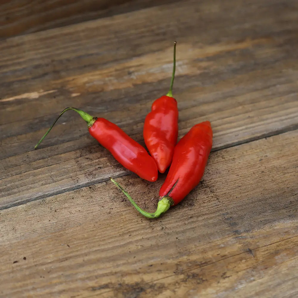 Graines de piment végétarien bio – La Ferme de Sainte Marthe