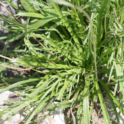 Graines de plantain corne de cerf bio – La Ferme de Sainte Marthe