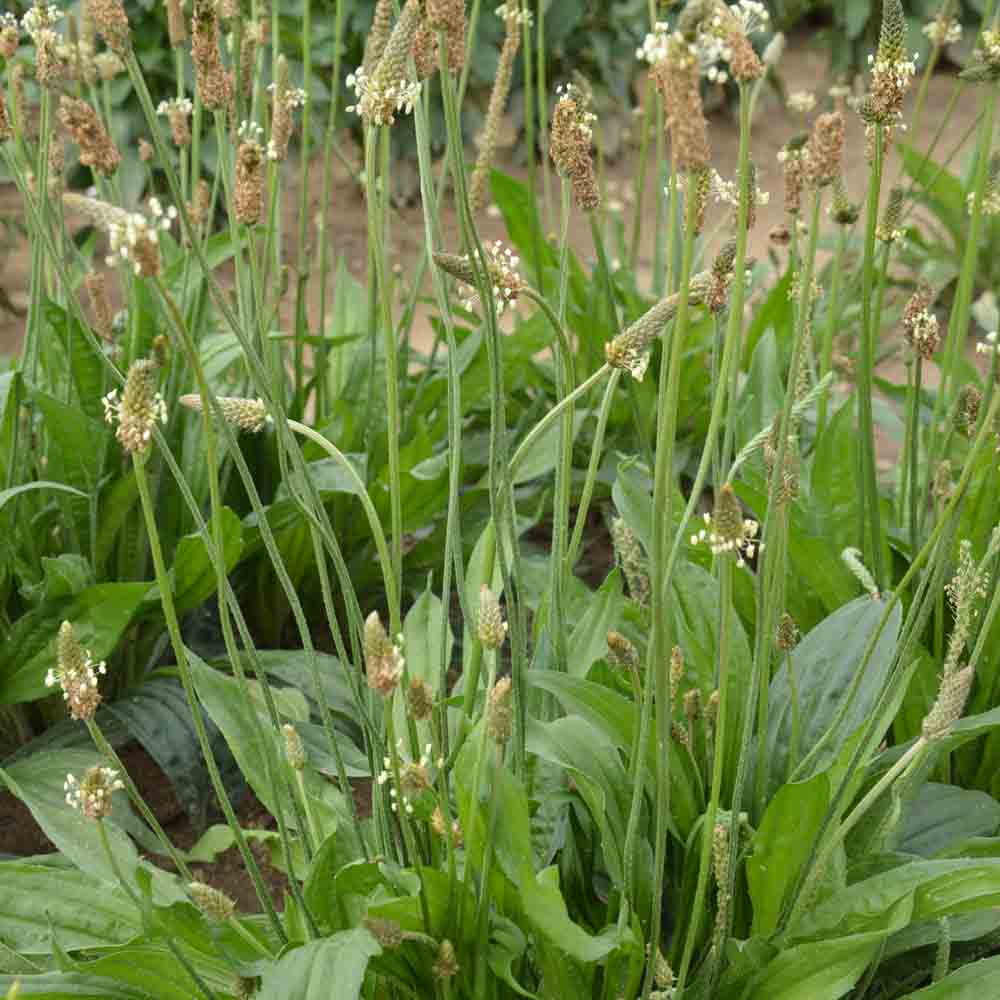 Graines de plantain lancéolé bio – La Ferme de Sainte Marthe