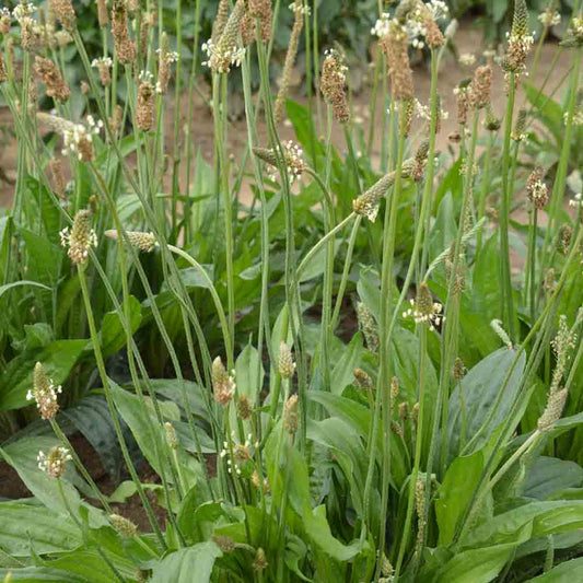 Graines de plantain lancéolé bio – La Ferme de Sainte Marthe