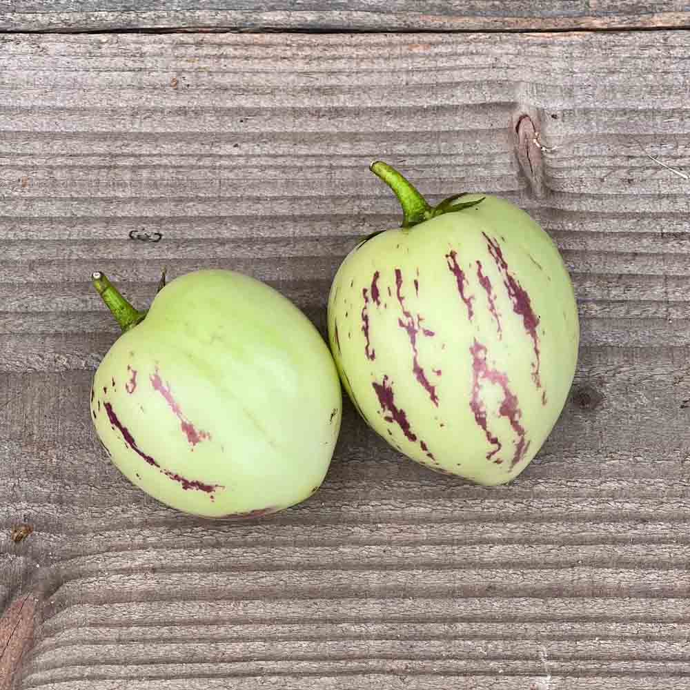 Graines de poire melon pepino – La Ferme de Sainte Marthe