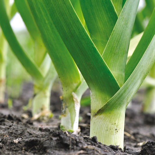 Graines de poireau bleu de solaise bio – La Ferme de Sainte Marthe