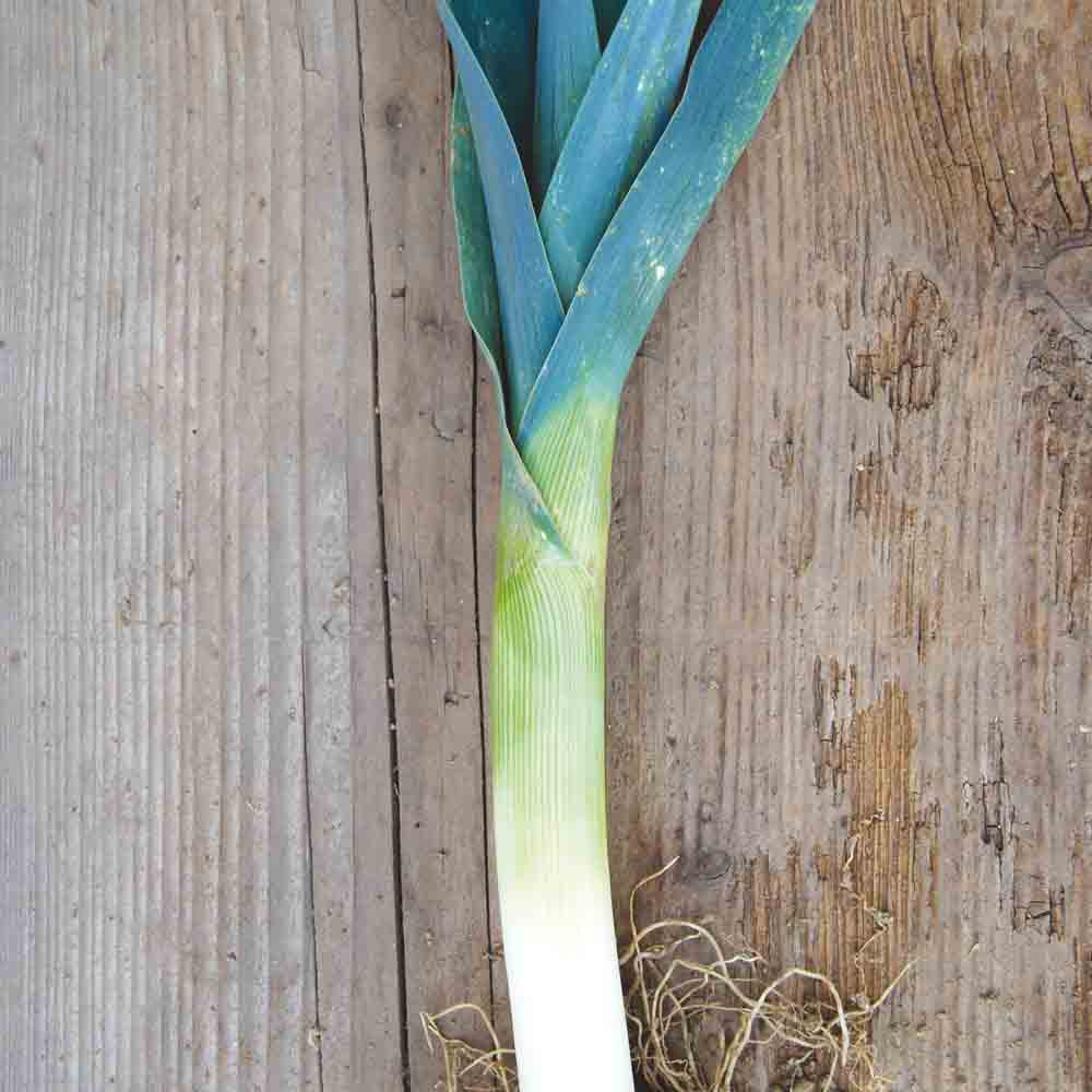 Graines de poireau d'hiver de saint victor bio – La Ferme de Sainte Marthe