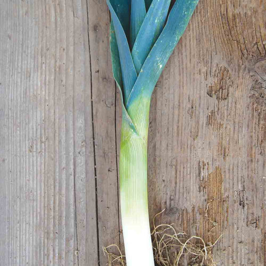 Graines de poireau d'hiver de saint victor bio – La Ferme de Sainte Marthe
