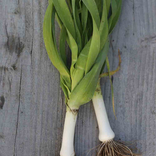 Graines de poireau jaune gros du poitou bio – La Ferme de Sainte Marthe