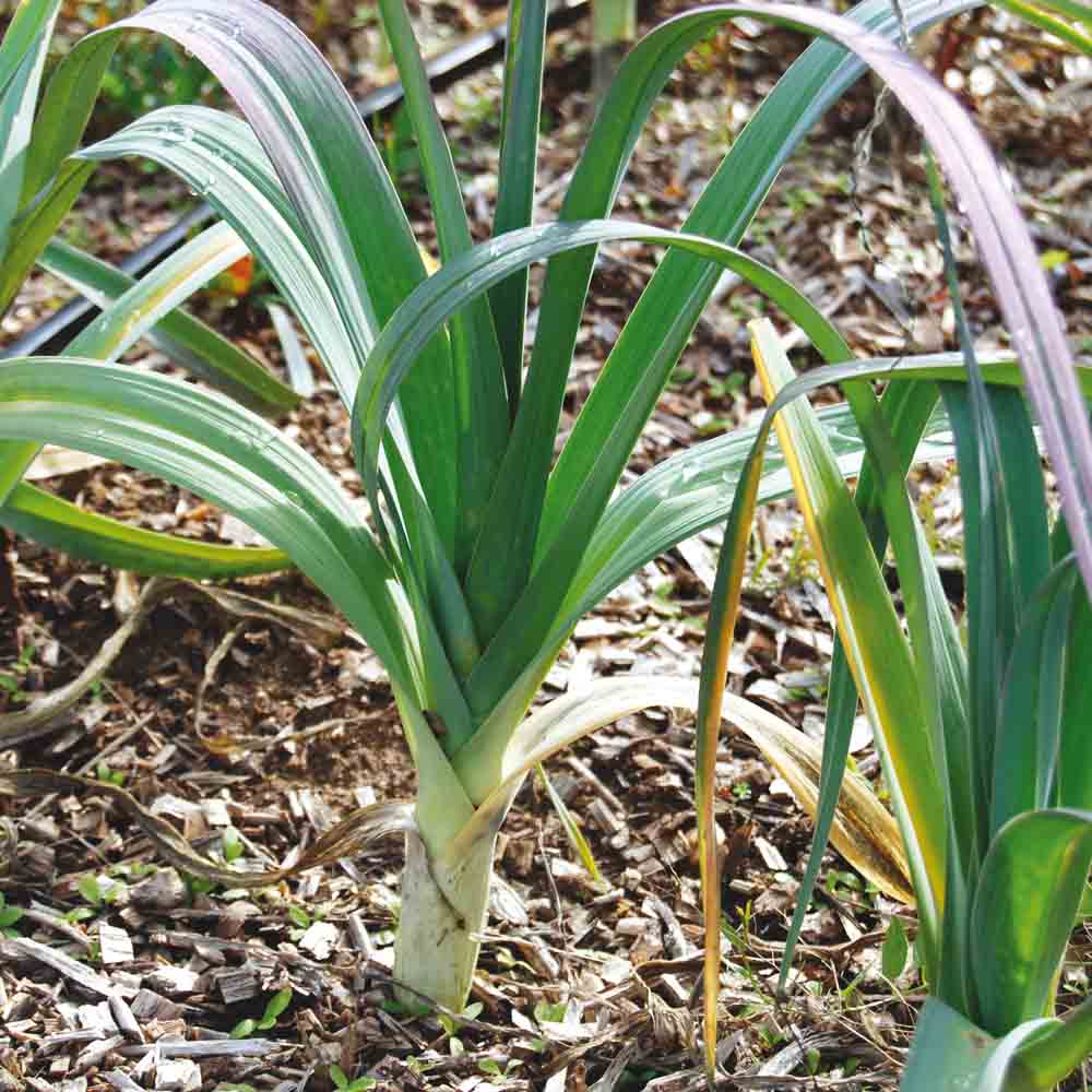 Graines de poireau monstrueux d'elbeuf bio – La Ferme de Sainte Marthe