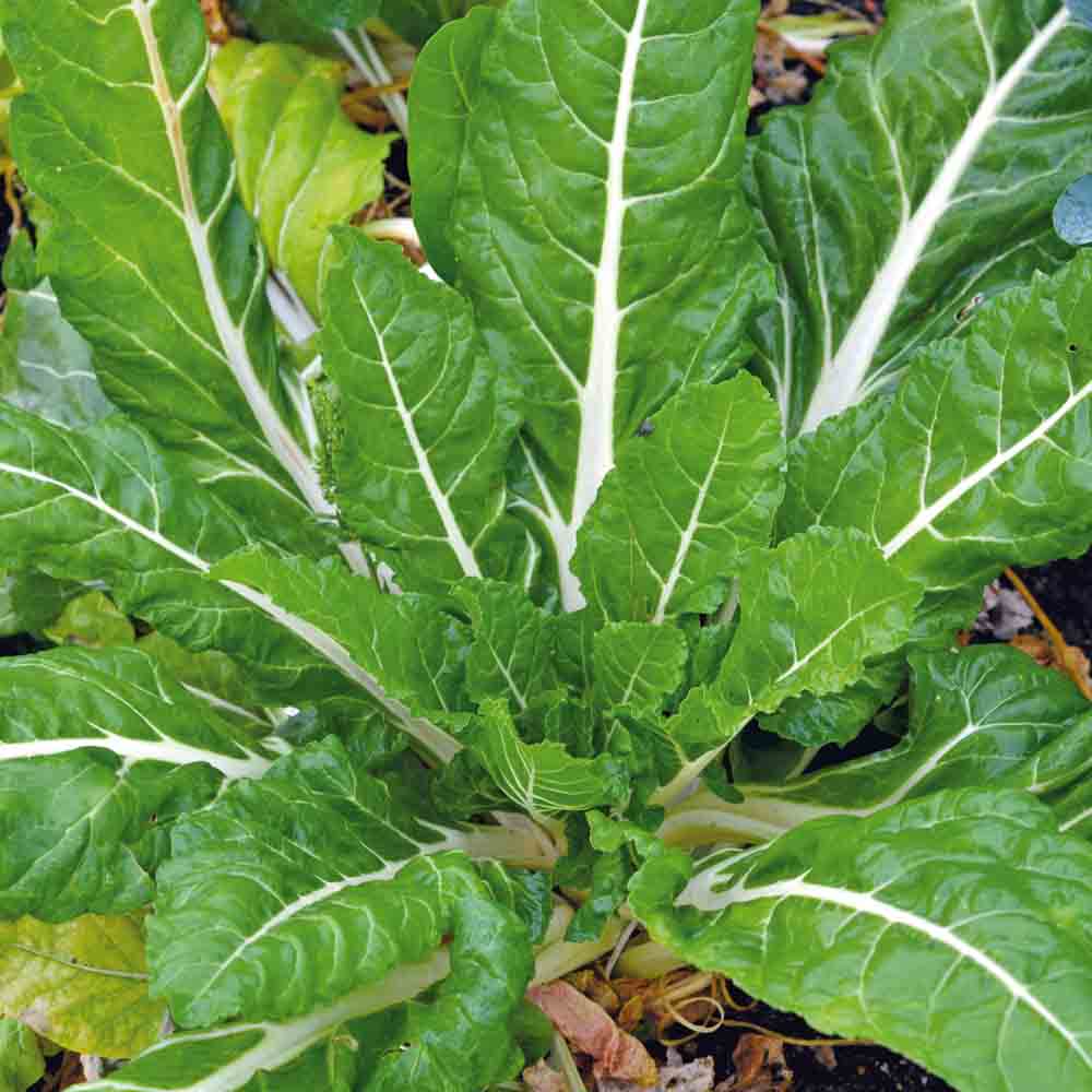 Graines de poirée compacta verde bio – La Ferme de Sainte Marthe