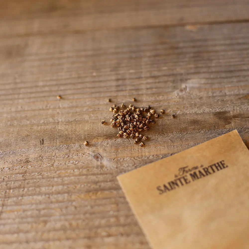 Graines de poirée compacta verde bio – La Ferme de Sainte Marthe