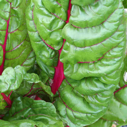 Graines de poirée rhubarb chard à carde rouge bio – La Ferme de Sainte Marthe