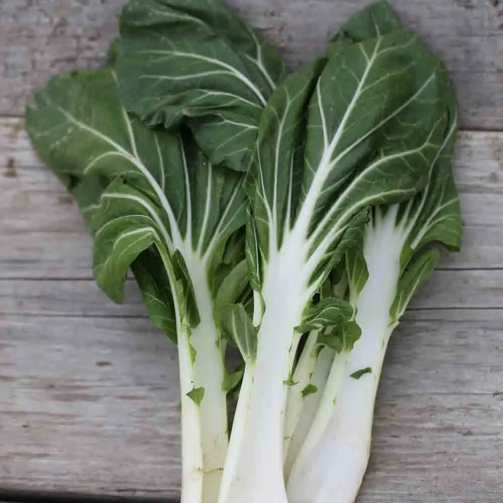 Graines de poirée verte à carde blanche 2 bio – La Ferme de Sainte Marthe