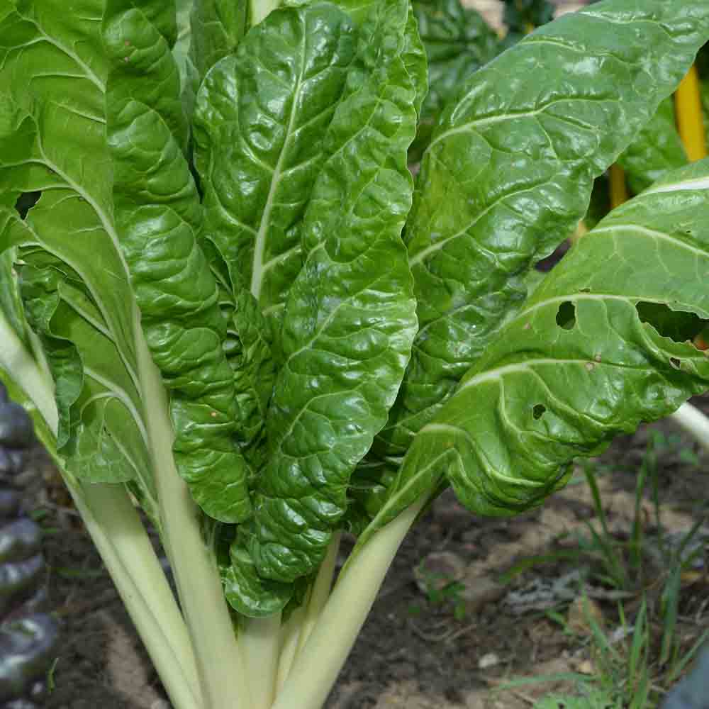 Graines de poirée verte à couper bio – La Ferme de Sainte Marthe