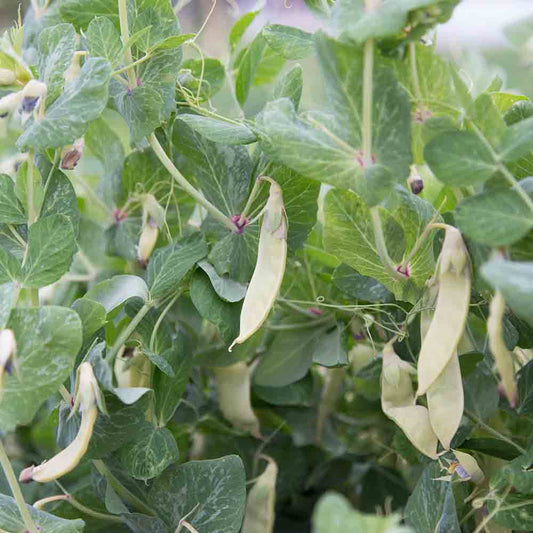 Graines de pois à rames golden sweet mangetout bio – La Ferme de Sainte Marthe