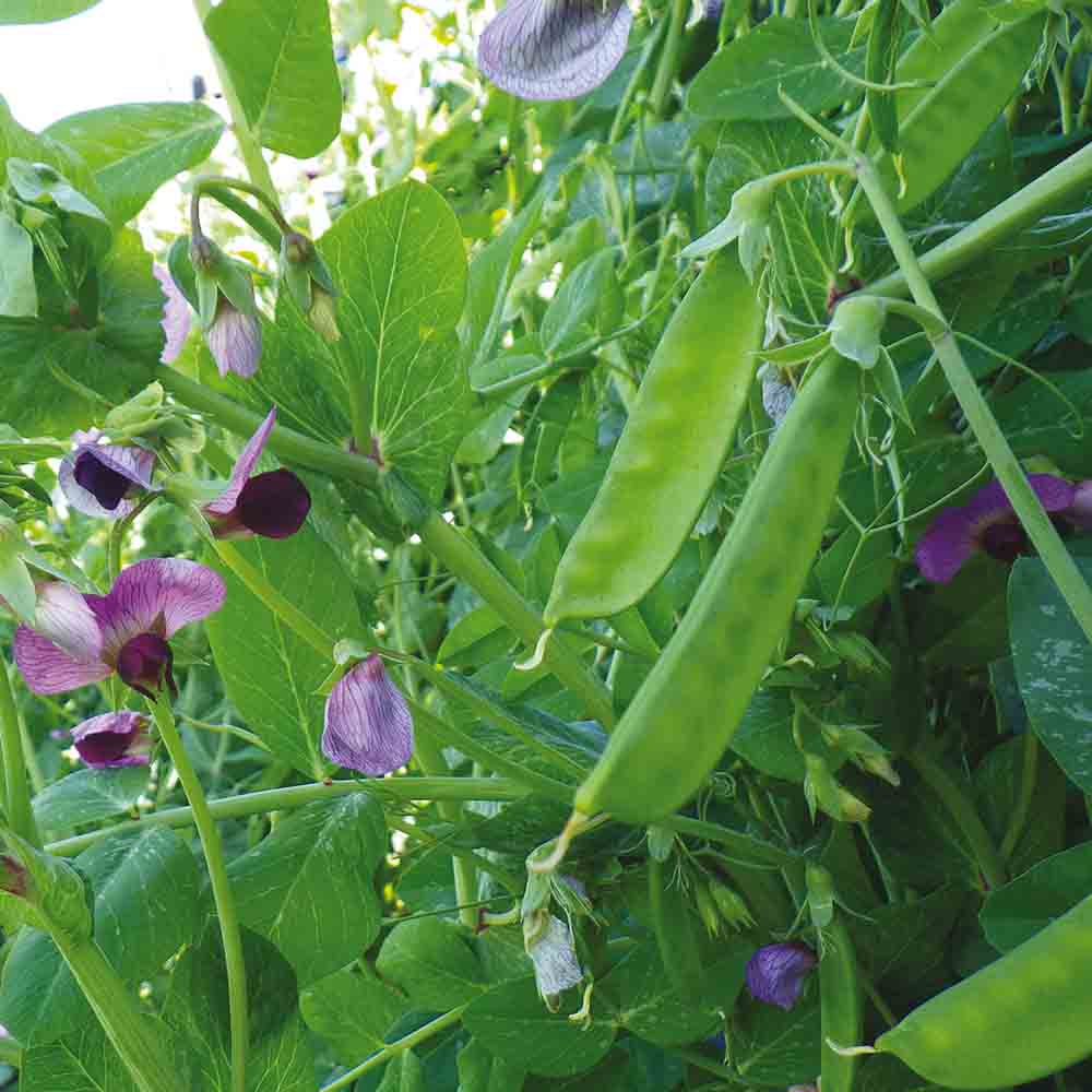 Graines de pois à rames weggiser mangetout bio – La Ferme de Sainte Marthe