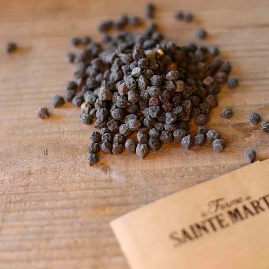 Graines de pois chiche à grain noir de puglia bio – La Ferme de Sainte Marthe