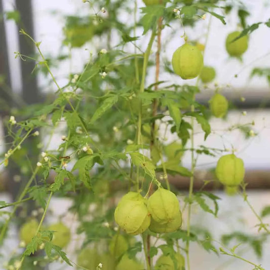 Graines de pois de cœur bio – La Ferme de Sainte Marthe