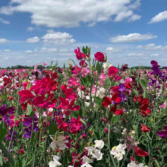 Graines de pois de senteur grimpant varié bio – La Ferme de Sainte Marthe
