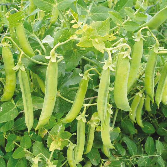 Graines de pois demi-ramant précoce de mai (ou prince albert) grain rond à écosser bio – La Ferme de Sainte Marthe