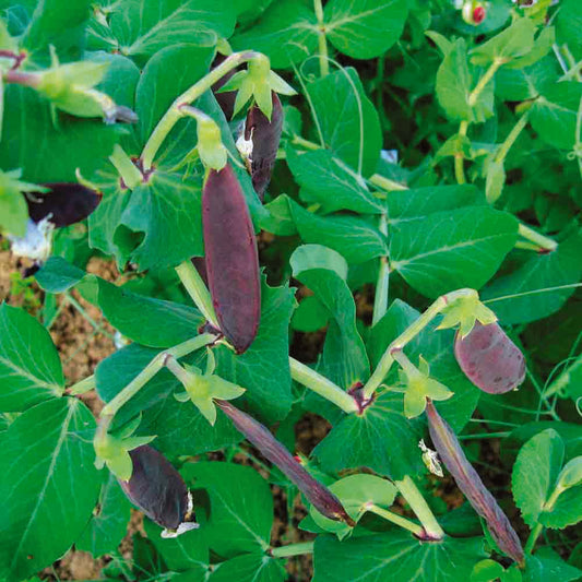 Graines de pois demi-ramant shiraz mangetout – La Ferme de Sainte Marthe