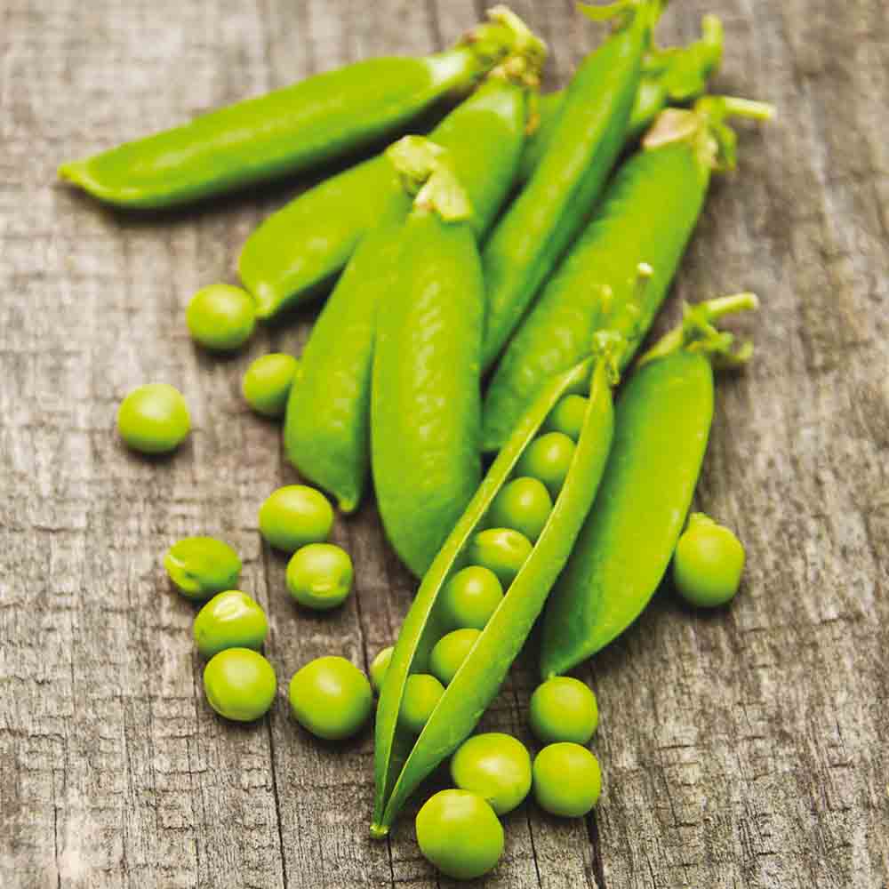 Graines de pois nain douce provence grain rond à écosser bio – La Ferme de Sainte Marthe