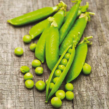 Graines de pois nain douce provence grain rond à écosser bio – La Ferme de Sainte Marthe